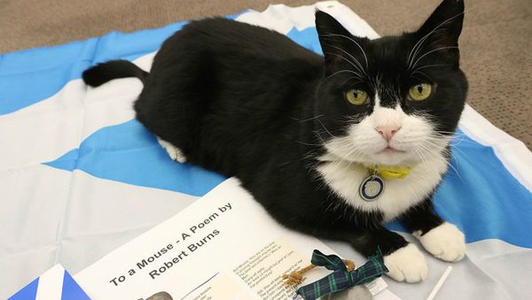 Palmerston the Cat - Sputnik International