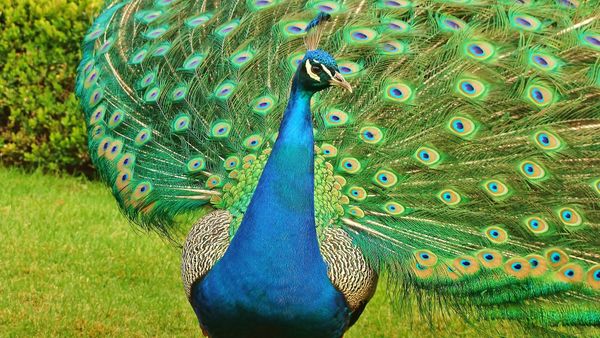 Peacock - Sputnik International