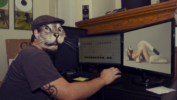 Porn cats - Sputnik International