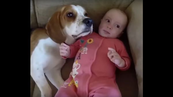 Charlie the Beagle - Sputnik International