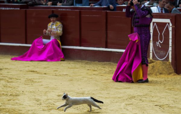 This Week in Pictures (January 26 - February 2) - Sputnik International