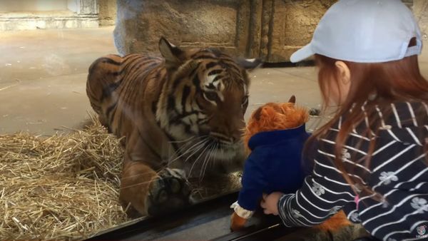 Tiger Wants a Toy || ViralHog Tiger Wants a Toy || ViralHog - Sputnik International