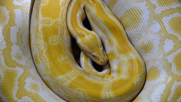 Golden python - Sputnik International