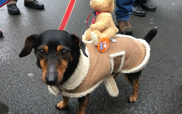 A dog with a 'I love NHS' badge at the London march in support of the National Health Service A dog with a 'I love NHS' badge at the London march in support of the National Health Service - Sputnik International