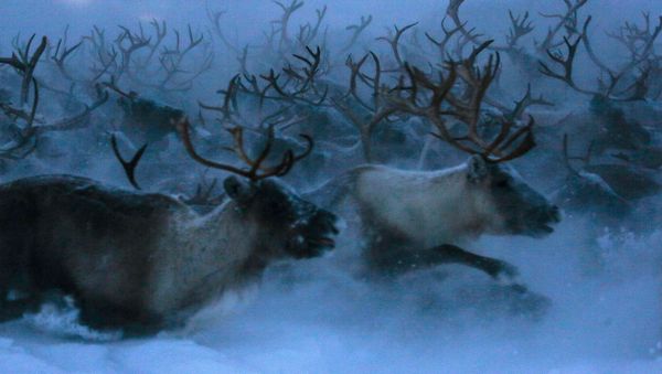 Top 12 Amazing Facts You Probably Didn't Know About Reindeer - Sputnik International