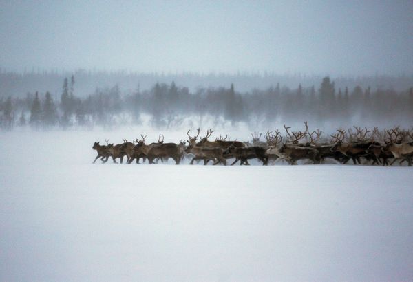 Top 12 Amazing Facts You Probably Didn't Know About Reindeer - Sputnik International