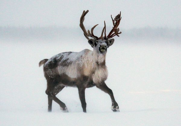Top 12 Amazing Facts You Probably Didn't Know About Reindeer - Sputnik International