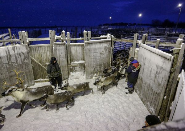 Top 12 Amazing Facts You Probably Didn't Know About Reindeer - Sputnik International