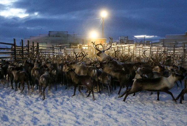 Top 12 Amazing Facts You Probably Didn't Know About Reindeer - Sputnik International