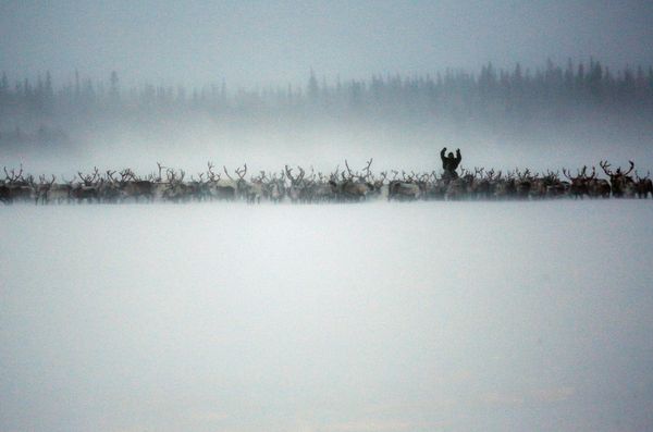 Top 12 Amazing Facts You Probably Didn't Know About Reindeer - Sputnik International