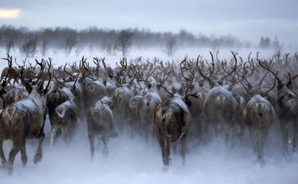 Top 12 Amazing Facts You Probably Didn't Know About Reindeer - Sputnik International
