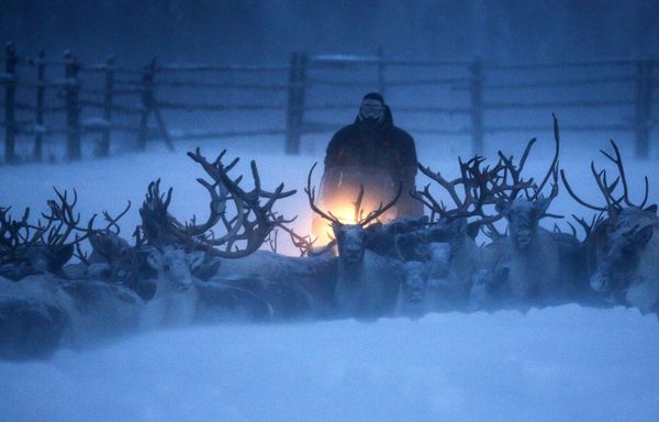 Top 12 Amazing Facts You Probably Didn't Know About Reindeer - Sputnik International