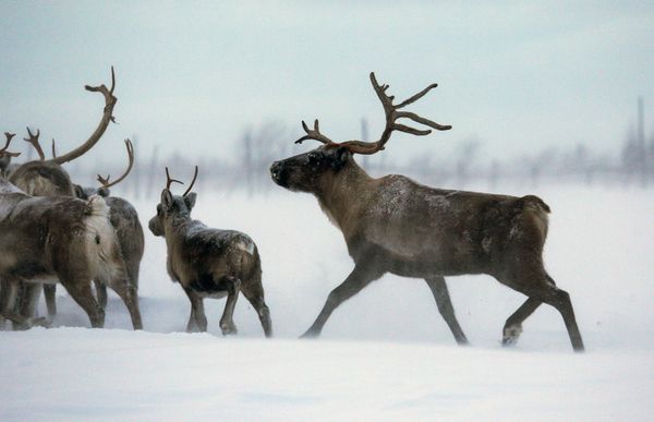 Top 12 Amazing Facts You Probably Didn't Know About Reindeer - Sputnik International