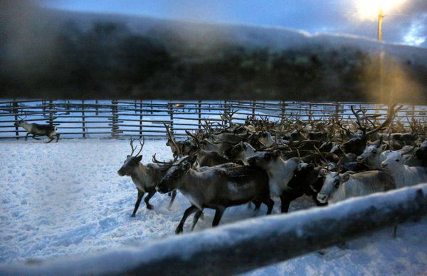 Top 12 Amazing Facts You Probably Didn't Know About Reindeer - Sputnik International