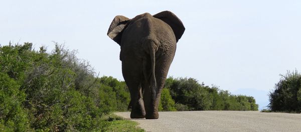 Elephant Elephant - Sputnik International
