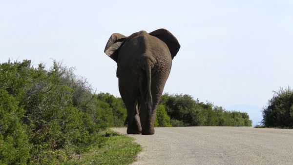 Elephant  - Sputnik International