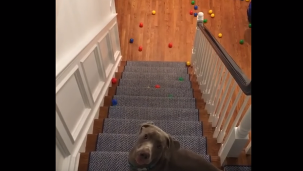 ‘What’s the Catch?’ Overwhelmed Weimaraner Passes on Playtime - Sputnik International