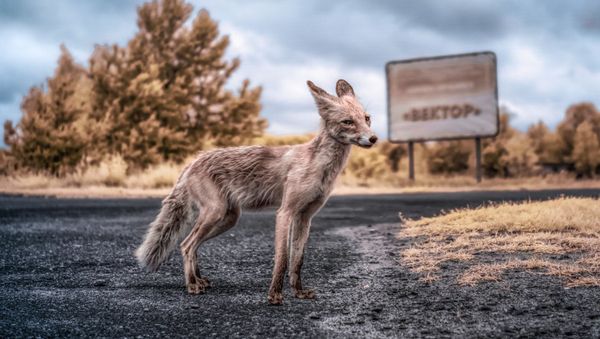 Greetings, Stalker: Chernobyl Exclusion Zone Portrayed in a New Light - Sputnik International