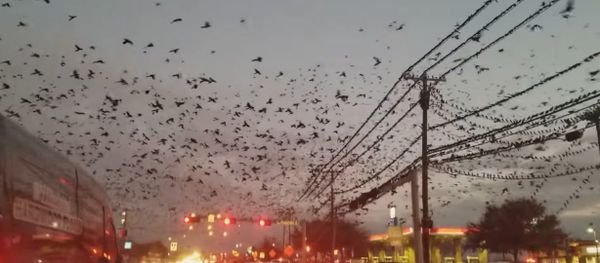 Bird Bonanza Bird Bonanza - Sputnik International