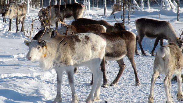 Reindeer herd in Lapland Reindeer herd in Lapland - Sputnik International