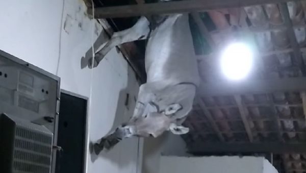 Donkey on a Roof - Sputnik International