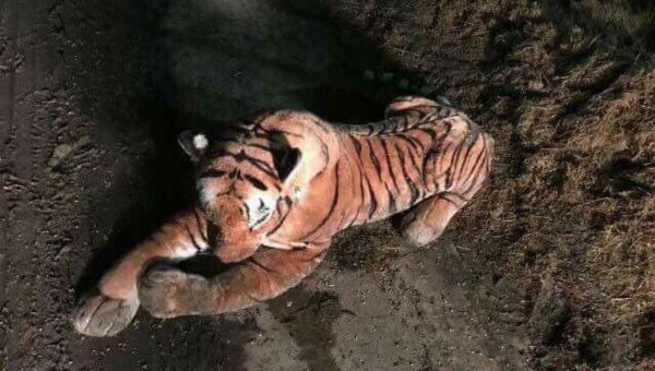 Tiger stuffed animal - Sputnik International
