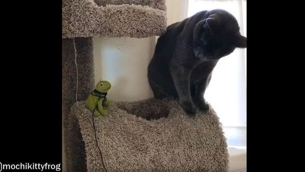 ‘So We Meet Again…’ Kitten’s Unusual Adversary - Sputnik International
