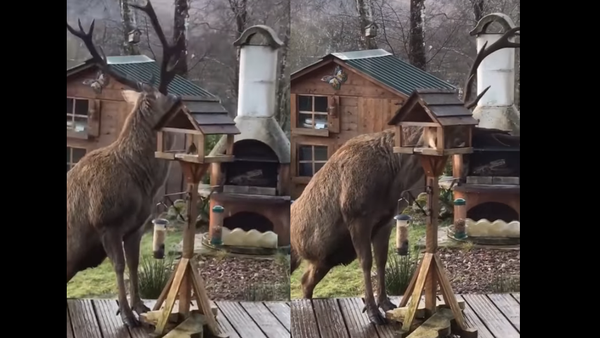 Scottish Stag Snacks from Hotel’s Bird Feeder - Sputnik International