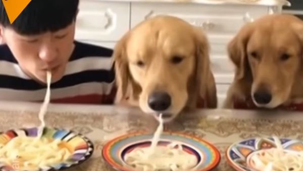 Lady and the Tramp: The Sequel - Sputnik International