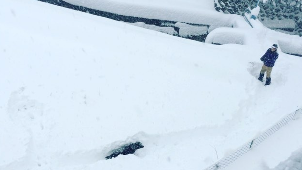 Faux Fetch: Labrador Retriever Bamboozled by Snowball - Sputnik International
