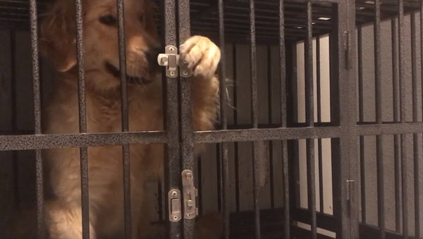 Houdini Hound: Golden Retriever Escapes Cage in Under a Minute - Sputnik International