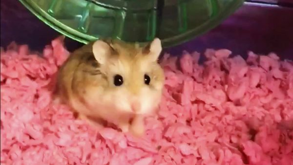 Pebbles, pet dwarf hamster. - Sputnik International