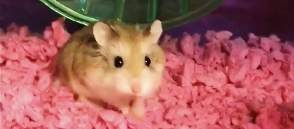 Pebbles, pet dwarf hamster. Pebbles, pet dwarf hamster. - Sputnik International