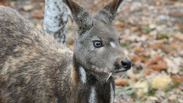 Siberian musk deer - Sputnik International