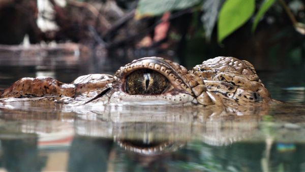 Crocodile  - Sputnik International