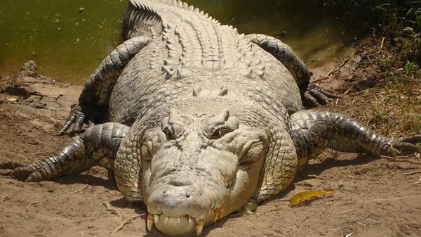 Saltwater crocodile - Sputnik International