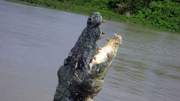 Saltwater Crocodile  - Sputnik International