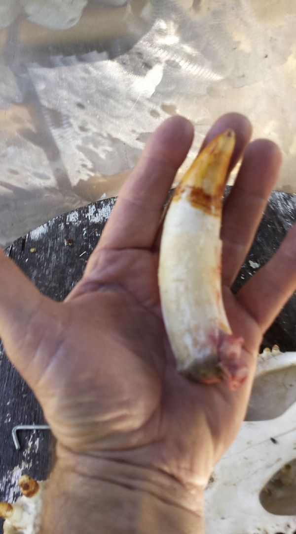 One of the fangs of the crocodiles caught by Roger Matthews One of the fangs of the crocodiles caught by Roger Matthews - Sputnik International