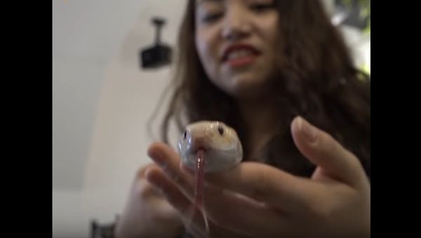 Have A Cup Of Coffee With... A Snake! - Sputnik International