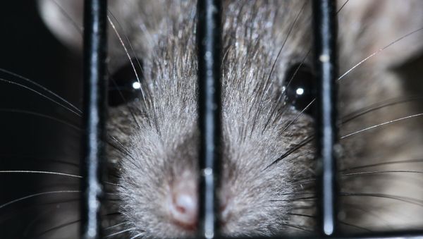 Rat - Sputnik International