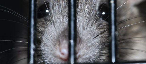Rat Rat - Sputnik International