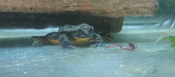 Romeo the Sehuencas water frog Romeo the Sehuencas water frog - Sputnik International