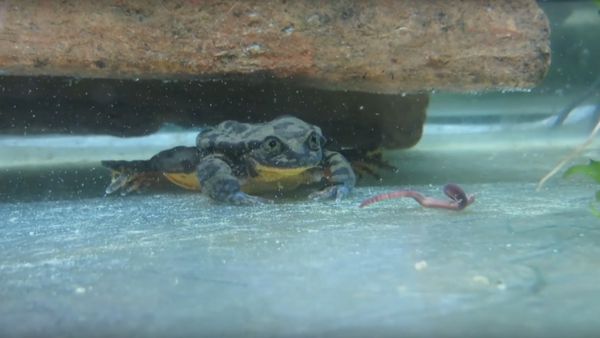 Romeo the Sehuencas water frog Romeo the Sehuencas water frog - Sputnik International