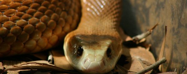 Brown Snake Brown Snake - Sputnik International