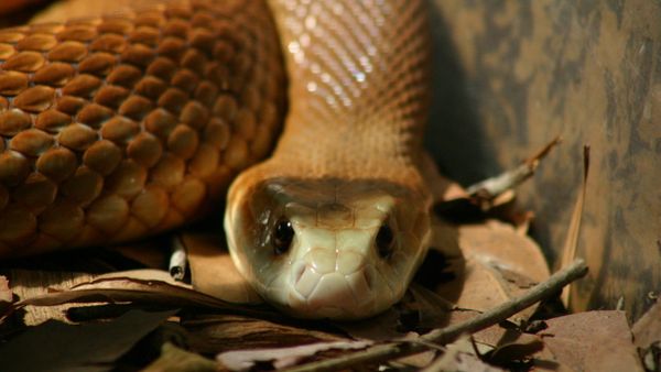 Brown Snake - Sputnik International