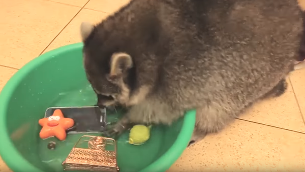 Cheeky Raccoon ‘Helps’ Owner Clean Smartphone - Sputnik International