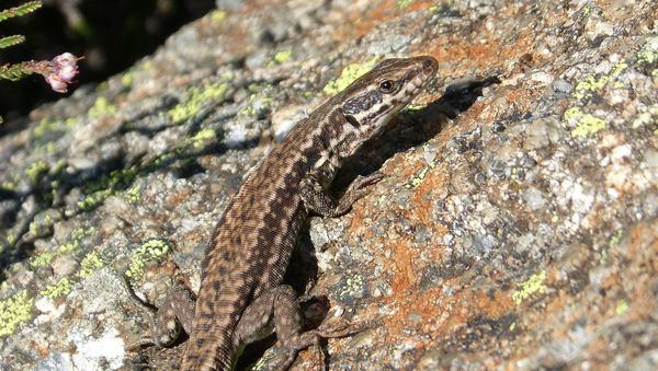 Lizard - Sputnik International