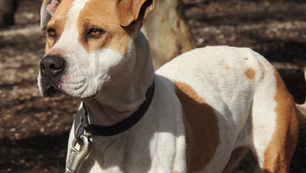Dog - Sputnik International