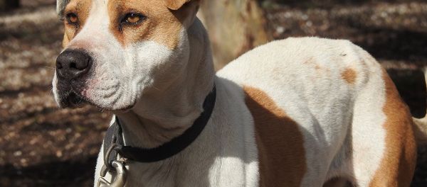 Dog - Sputnik International