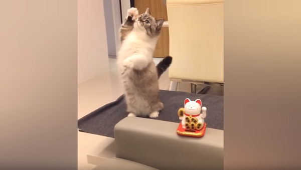 ‘Look at Me Now!’ Copycat Craves Owner’s Attention - Sputnik International